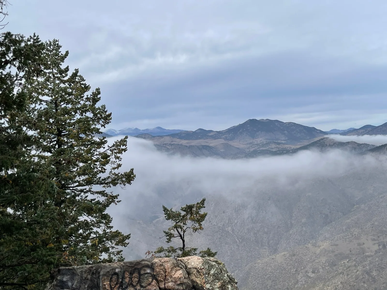 Evergreen trees overlooking Colorado mountain ridges rising above low clouds.