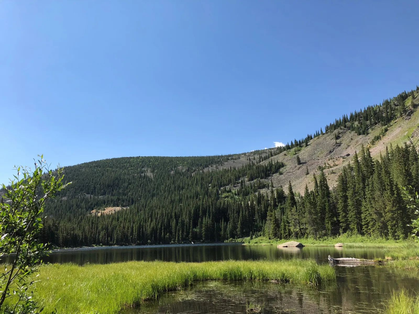 Grassy lakeshore beneath pine-covered hills and a clear blue Colorado sky.