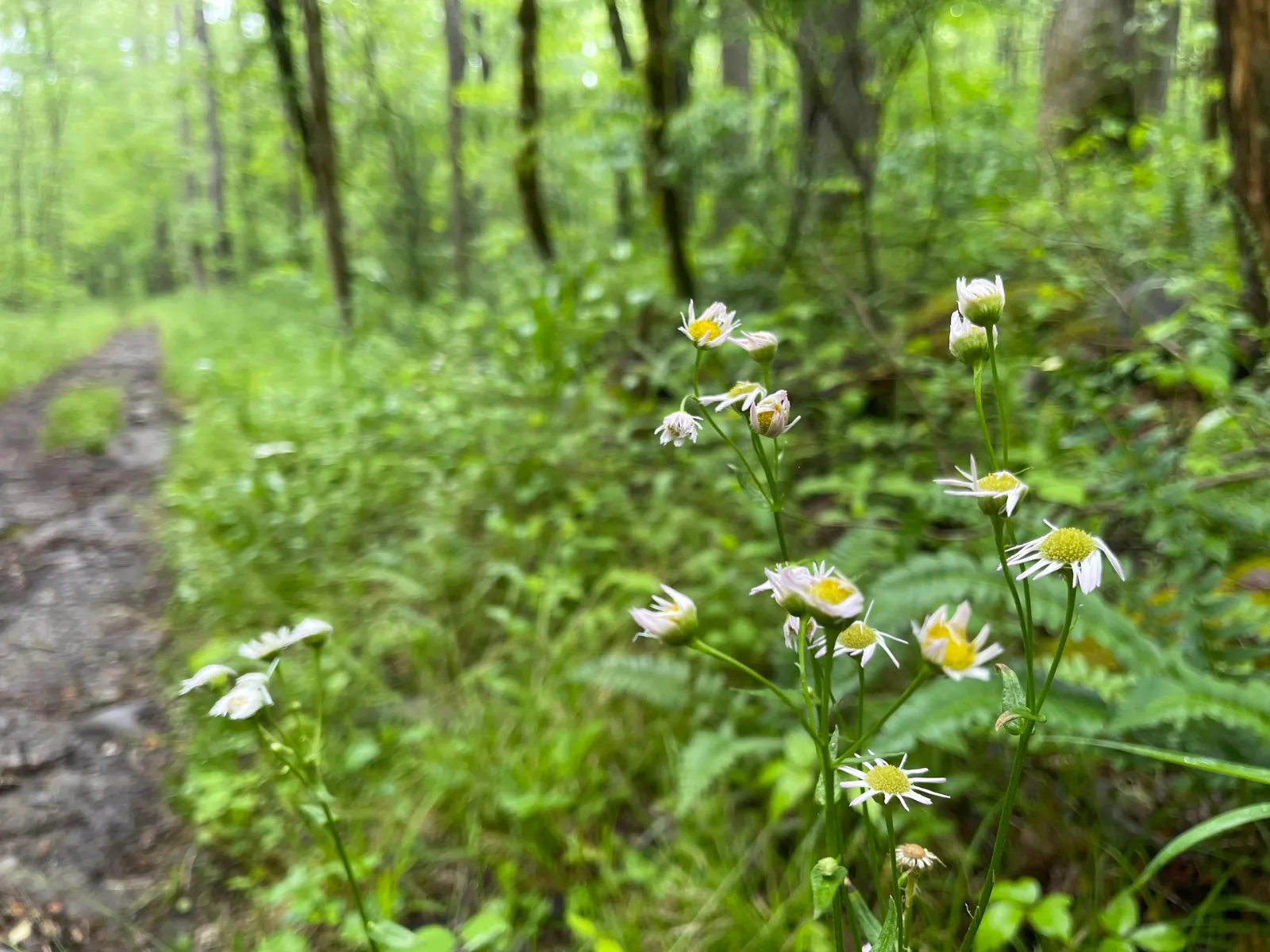 Small white wildflowers beside a trail in a lush green Tennessee forest.