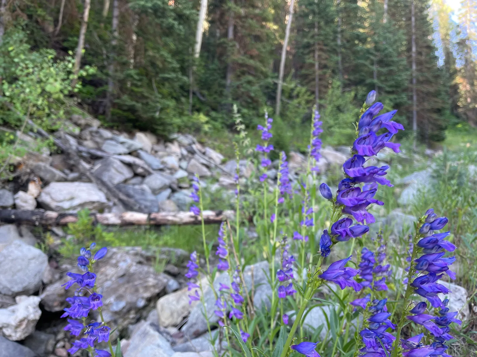 Purple wildflowers beside rocks and fallen branches in a Utah mountain forest.